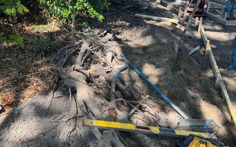Lakeland Tree Root Removal